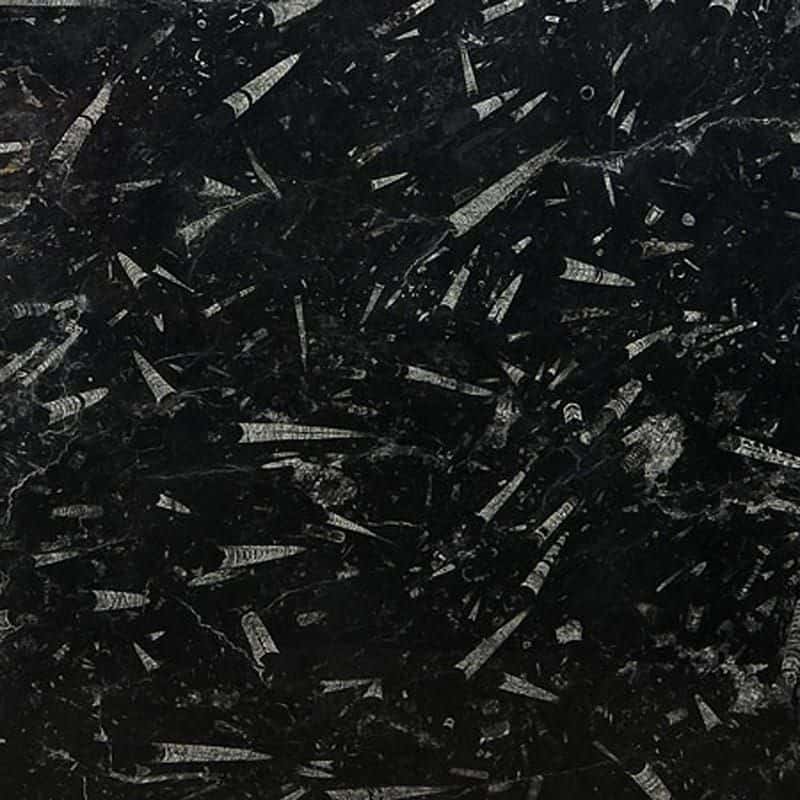 Fossil Black Marble